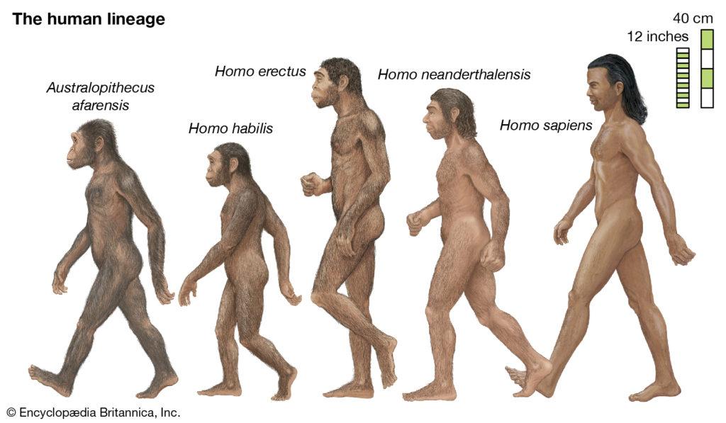Human lineage hominins members lineages apes interpretations 1024x597